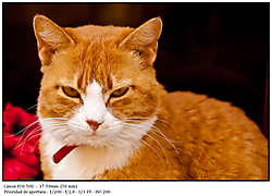 don_gato-2.jpg