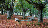 el-bosque2_copia.jpg