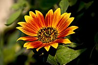 el_meu_girasol1.jpg