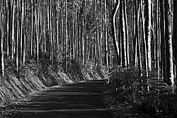 eucaliptos-y-carretera.jpg