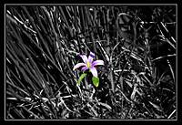 flor31.jpg