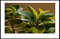 flor_-modificada.jpg