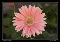 flor_1_copia.jpg