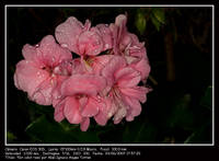 flor_color_rosa.jpg