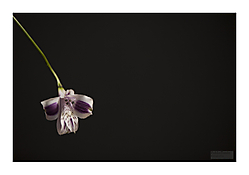 flor_espacio_negativo.jpg