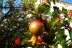 flowers5.jpg