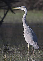 garza12.jpg