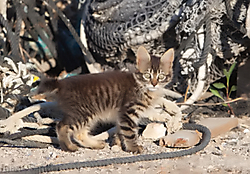 gato-2.jpg