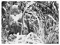 gato12.JPG