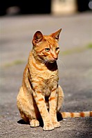 gato_modelo_Small_.JPG