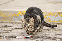 gatohambriento.jpg