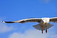 gaviota2176.jpg