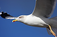 gaviota2189d.jpg