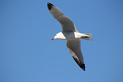 gaviota_2.jpg