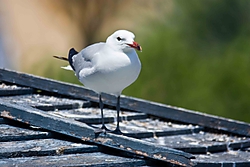 gaviota_SP500.jpg