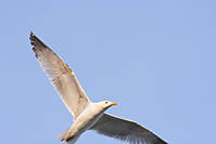 gaviota_sin_calidad1.jpg