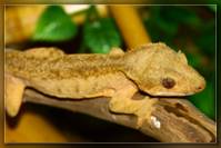 gecko_1.jpg