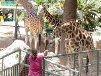 girafa_hambrienta.JPG