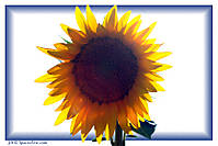 girasol-huelves.jpg