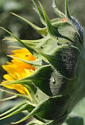 girasol2_Medium_.jpg