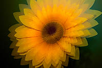 girasol32.jpg