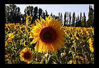 girasol_1.jpg