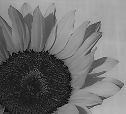 girasol_21.jpg