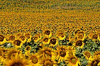 girasoles_1.JPG