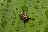 gotas4.jpg