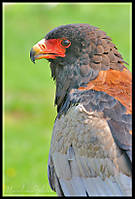 guila-Bateleur.jpg