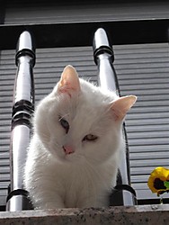 hola_gatito.JPG