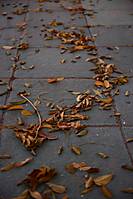 hunfry30_10_g10.JPG