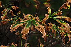 img_0001_0116.jpg