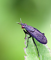 insecto11.jpg