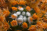 joseicol_09_cactus.jpg