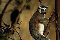 lemur4.jpg