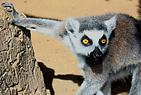 lemurweb.jpg