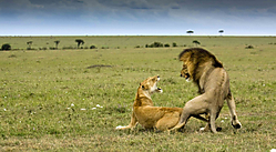 leones1.jpg