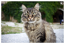 lindo_gatito4.jpg
