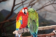 loros2.JPG