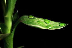 macro58.JPG