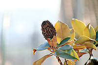 magnolia.JPG
