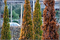 manffri1_IMG_6622-1.jpg