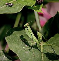 mantis_2.JPG
