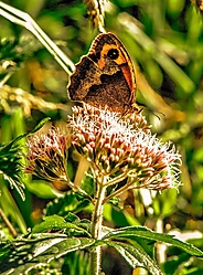 mariposa_234237.jpg