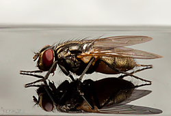 mosca-reflejada-2.jpg