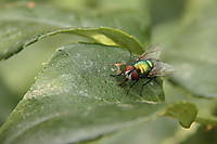 mosca011.JPG
