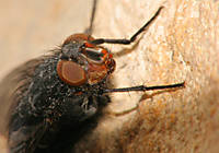 mosca18.jpg