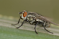 mosca210.jpg