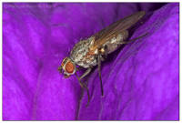 mosca4.jpg